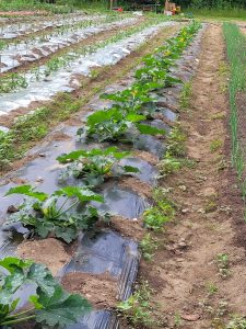 L’éco-agriculture en serre et en terre à kanesatake