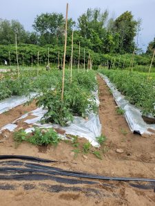 L’éco-agriculture en serre et en terre à kanesatake