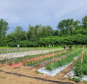 Greenhouse and Soil-Based Eco-Agriculture in Kanesatake